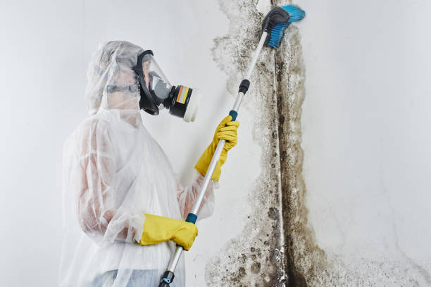 Professional Mold Inspection, Removal & Remediation in Altoona, AL